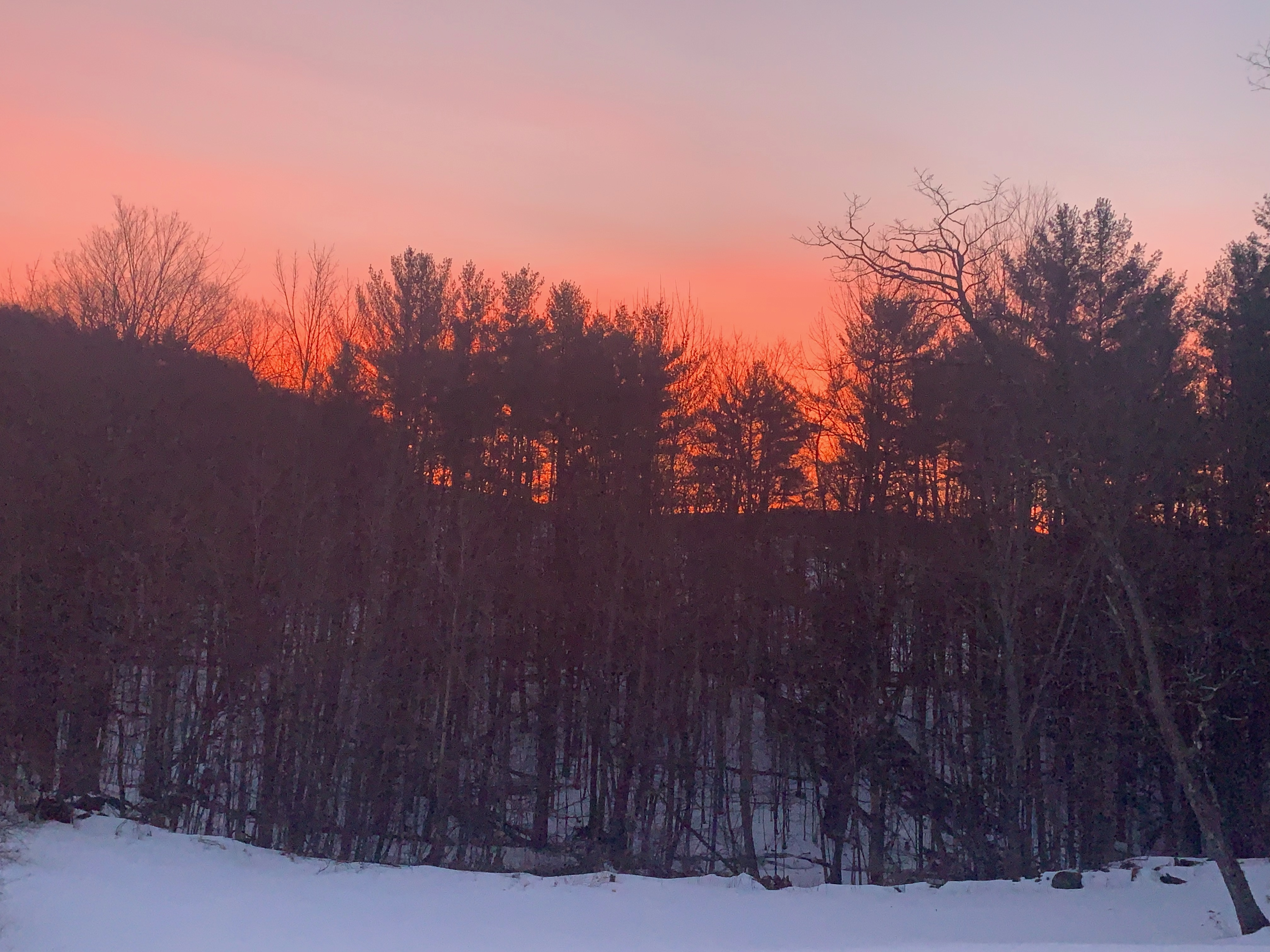 D. Anthem, Bookseller