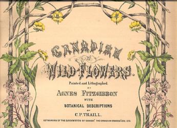 Wildflower 1