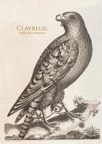 Falconry petitformat couv